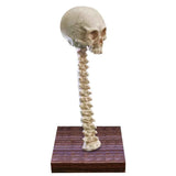 Skeleton Lamp Halloween 3D LED Skeleton Lamp Haunted House Ornament Prop Gifts for Birthday In Australia - Darrahopens