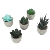 5pcs Artificial Succulent Plants Potted Assorted Mini Decorative Faux Succulent Potted Fake Plants Succulents in Paper Pulp Pot In Australia - Darrahopens