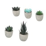 5pcs Artificial Succulent Plants Potted Assorted Mini Decorative Faux Succulent Potted Fake Plants Succulents in Paper Pulp Pot
