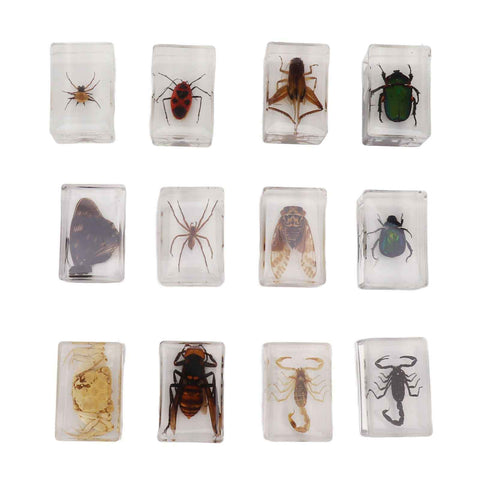 12 Pcs Real Bug Specimens Transparent Resin Science Education Classroom Bug Specimen Sample Tabletop Ornament In Australia - Darrahopens