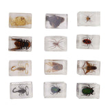 12 Pcs Real Bug Specimens Transparent Resin Science Education Classroom Bug Specimen Sample Tabletop Ornament In Australia - Darrahopens