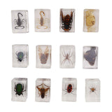 12 Pcs Real Bug Specimens Transparent Resin Science Education Classroom Bug Specimen Sample Tabletop Ornament In Australia - Darrahopens