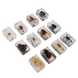 12 Pcs Real Bug Specimens Transparent Resin Science Education Classroom Bug Specimen Sample Tabletop Ornament In Australia - Darrahopens
