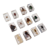 12 Pcs Real Bug Specimens Transparent Resin Science Education Classroom Bug Specimen Sample Tabletop Ornament In Australia - Darrahopens