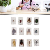 12 Pcs Real Bug Specimens Transparent Resin Science Education Classroom Bug Specimen Sample Tabletop Ornament