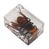 12 Pcs Real Bug Specimens Transparent Resin Science Education Classroom Bug Specimen Sample Tabletop Ornament
