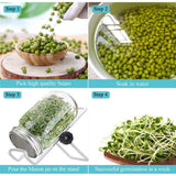 Sprouting Jar With Stainless Steel 304 Screen Lid Wide Mouth Quart Mason Sprouter In Australia - Darrahopens