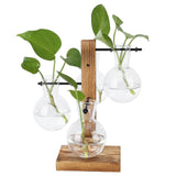 Innovative Hydroponic Vase with Wooden Stand Transparent Desktop Flower Vase for Home In Australia - Darrahopens