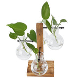 Innovative Hydroponic Vase with Wooden Stand Transparent Desktop Flower Vase for Home In Australia - Darrahopens