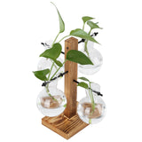 Innovative Hydroponic Vase with Wooden Stand Transparent Desktop Flower Vase for Home In Australia - Darrahopens