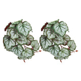 2PCS Artificial Water Plant Simulation Vine Lifelike Plastic Leaves Decoration with Suction Cup for Fish TankHeuchera Leaves In Australia - Darrahopens
