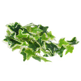 Artificial Reptile Plants Lifelike Plastic Plant Hanging Leaves Decoration with Suction Cup for Reptiles Terrarium Fish TankStar Leaf Vine
