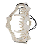 Skull Mask Latex Tiger Tooth Type Durable Waterproof Adjustable Scary Mask for Party Festival Theater In Australia - Darrahopens