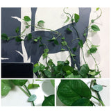 Pack of 50 Self Adhesive Plant Holders Plant Connector Clip Climbing Plants Fixing Wall Plant Clips for Supports Planting