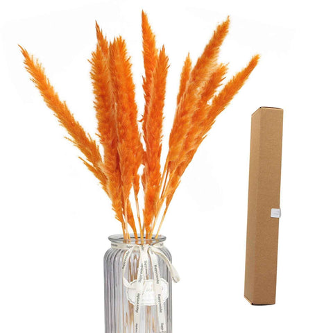 Dried Pampas Grass Natural Reed Dried Flowers Dried Pampas Grass Flowers Bouquet for Boho Home Decor In Australia - Darrahopens