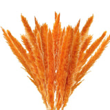 Dried Pampas Grass Natural Reed Dried Flowers Dried Pampas Grass Flowers Bouquet for Boho Home Decor In Australia - Darrahopens
