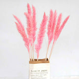 Dried Pampas Grass Natural Reed Dried Flowers Dried Pampas Grass Flowers Bouquet for Boho Home Decor In Australia - Darrahopens