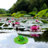 Floating Leaf Decoration Resin Fake Leaves Staue Ornament for Pool Fountain Aquarium Water In Australia - Darrahopens