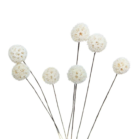 Billy Ball Flowers Dried Flowers Artificial Dried Flowers Home Garden Decoration In Australia - Darrahopens