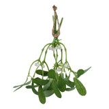 Artificial Mistletoe Leaves Christmas Decoration In Australia - Darrahopens