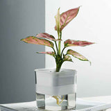 Water Absorption Planter Indoor Self Absorbed Watering Pot Flower Container for Office Home Semitransparent In Australia - Darrahopens