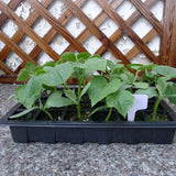 Greenhouse Seedling Tray 24 Cells Seedling Box with Lid Plant Growing Trays for Starter Germination Growth Seed In Australia - Darrahopens