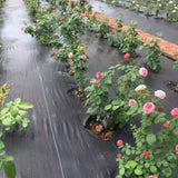 Weed Barrier Landscape Fabric Heavy Duty Ground Cover Weed Cloth Durable Driveway Cover Outdoor Weed Mat