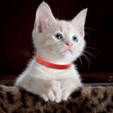 3 Pcs Red Adjustable Pet Cat Anti Flea Mite Tick Collar Cat Flea Prevention Collar Pet Supplies