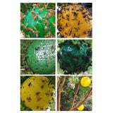 8pcs Hanging Fly Trap Ball Fruit Fly Catcher Sticky Trap Outdoor Pest Catcher for Garden Plants