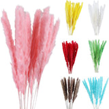 Small Dried Pampas Grass Phragmites Decoration Natural Small Pampas Grass Dried Flower Decoration Photography Props for Hotel Wedding