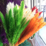 Small Dried Pampas Grass Phragmites Decoration Natural Small Pampas Grass Dried Flower Decoration Photography Props for Hotel Wedding