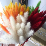 Small Dried Pampas Grass Phragmites Decoration Natural Small Pampas Grass Dried Flower Decoration Photography Props for Hotel Wedding