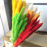 Small Dried Pampas Grass Phragmites Decoration Natural Small Pampas Grass Dried Flower Decoration Photography Props for Hotel Wedding
