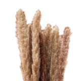 Small Dried Pampas Grass Phragmites Decoration Natural Small Pampas Grass Dried Flower Decoration Photography Props for Hotel Wedding
