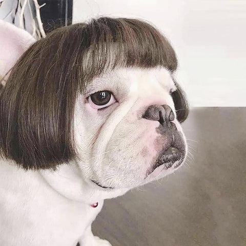 Dog Wig Pet Costumes Pet Headwear Hair Costumes for Festival Cosplay Party In Australia - Darrahopens