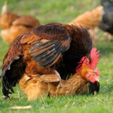 Canvas Chicken Apron Hen Saddle Vest Hen Duck Wing Protection Chicken Jackets Hen Aprons Poultry Care Accessories In Australia - Darrahopens