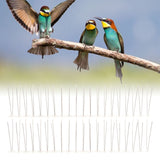 6Pcs Anti Bird Spike Stainless Steel Outdoor Birds Pigeons Repellent Tool Fence Wall Accessory