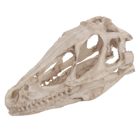 Resin Dinosaur Skull Model Simulated Animal Skeleton Home Office Decor Craft Teaching Prop In Australia - Darrahopens