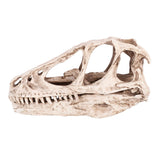 Resin Dinosaur Skull Model Simulated Animal Skeleton Home Office Decor Craft Teaching Prop In Australia - Darrahopens