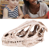 Resin Dinosaur Skull Model Simulated Animal Skeleton Home Office Decor Craft Teaching Prop