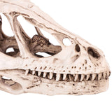 Resin Dinosaur Skull Model Simulated Animal Skeleton Home Office Decor Craft Teaching Prop