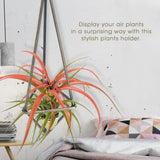 Geometric Triangle Hanging Flower Holder Stand Elegant Air Plants Bromeliads Rack House Decor M In Australia - Darrahopens