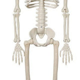 2PCS Skeleton Decorations 35.4 Inch Plastic Posable Spooky Full Body Skeleton Haunted House Prop for Outdoor Indoor Party Yard Garden Lawn Decor