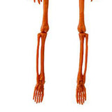 Human Skeleton 35.4in Plastic Realistic Creepy Pumpkin Skeleton for Decoration Prop In Australia - Darrahopens