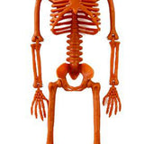 Human Skeleton 35.4in Plastic Realistic Creepy Pumpkin Skeleton for Decoration Prop
