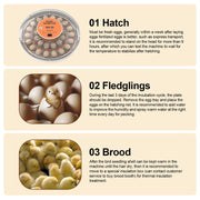 30 Eggs Incubator with Automatic Egg Turning Humidity Control Temperature Display and Egg Candler Light Cozy Incubator with External Injection Water Bottle for Hatching Chicken Bird Duck Quail Parrot Eggs