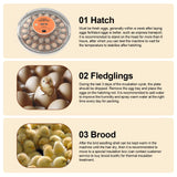 30 Eggs Incubator with Automatic Egg Turning Humidity Control Temperature Display and Egg Candler Light Cozy Incubator with External Injection Water Bottle for Hatching Chicken Bird Duck Quail Parrot Eggs