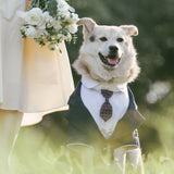 Pet Suit Dog Tuxedo Wedding little tail Polyester Light gray 5XL