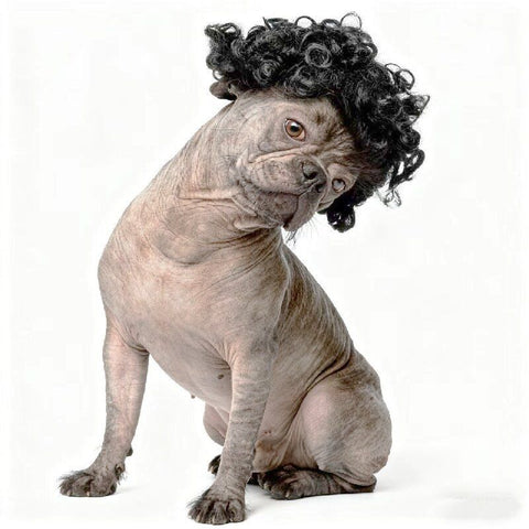 Dog Wig Funny Explosion Short Curly Hair Black