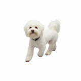 Cotton Dog Socks Striped Jacquard Pet Footwear Black caterpillar [opp bag] Xl super large 8.6*20cm [recommended 20-30kg] [pack of four] In Australia - Darrahopens